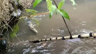 NYETRUM IKAN SUNGAINYA BANYAK GABUS