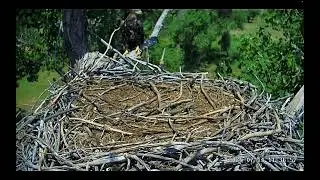 Juvenile visits the FSV nest (full side cam clip)