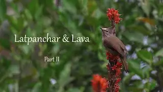 Latpanchar & Lava - A Birder's Heaven | Part Two