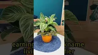 helps improve indoor air quality #garden #gardening #plant #plants #houseplants #houseplant #indoorg