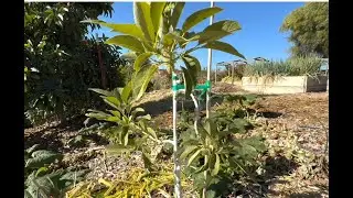 YOUNG AVOCADO TREES SURVIVE FIRST FROST WITHOUT PROTECTION--PART II