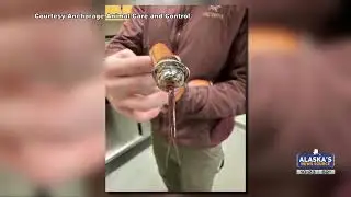 Snake finds new home an hour after being put up for adoption