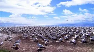 Wildlife in HD .mp4