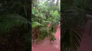#jaffnatoday #rain ☔️🌧️