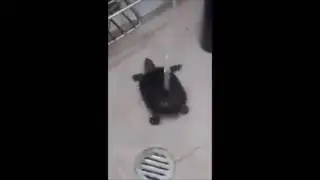 Funny tortoise Dance