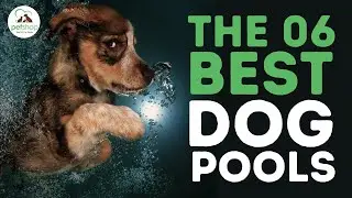 The Best Dog Pools