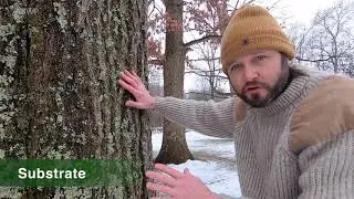 What is Lichen?