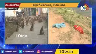 ప్రాణం తీసిన కోతులు | Monkeys Incident in Nizamabad | 10TV