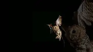 brown Owl slow motion flyby video.