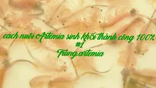 Cách nuôi artemia sinh khối 100% thành công từ a-z - Trung.Artemia #1