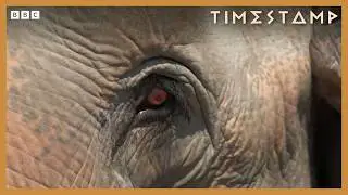 How elephants were taught the art of war | BBC Timestamp