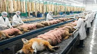 Inside the Fox Leather Factory &ndash; Million-Dollar Products Made from Fox Skin | Full Process 💼✨