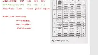 4. Using the Genetic Code Table