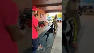 Powerful Rottweiler Bite Techniques!