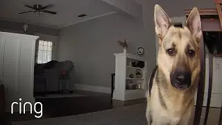 German Shepherd&rsquo;s Adorable Reaction to Hearing His Owner&rsquo;s Voice Over Ring! | RingTV