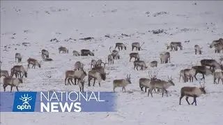 Tlicho Nation taking lead role in N.W.T. caribou conservation | APTN News