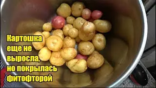 Картошка еще не выросла. Кольраби. Лилейник. Земляника. Фитофтора на картошке. Музыкальная пауза.