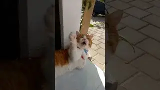 My funny cat tercomel gemas oyen main mulu#shorts#shortsfeed#oyen#comel#gemas#funnycats#catlover