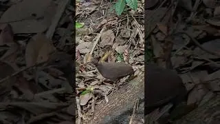 &Oacute;LHA A INHAMBU-PRETA GENTE #Natureza #aves #inhambupreta #Crypturelluscinereus #derondoniaparaomundo