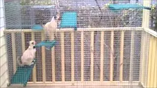 Great Small Cat Enclosure