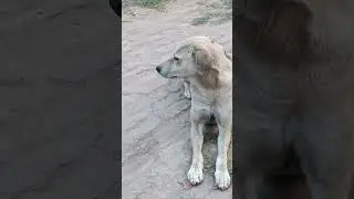 Dog Enjoy moments ll #trending #dog #dogs #funnymoments #animal #allanimals #funny #shorts #viral