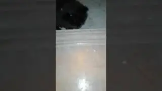 Kitten makes a pop noise