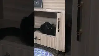 Coco 😻 #pets #animals #birds #cats #dogs #persiancat #love #music #cute #kitten #funny #viral #reels