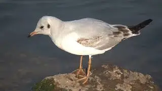 Морской голубок   Larus genei