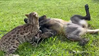 Epic battle :  cat vs dog