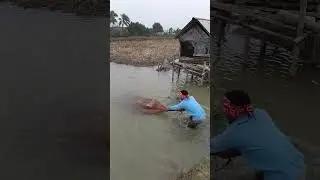 Amazing net Fishing Video #amazingfishing #nature1 #fishing #foryou #youtubeshorts #vrilshorts