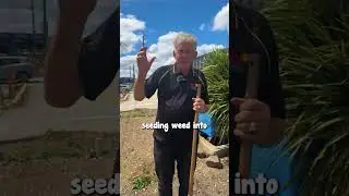 This is How to Deal with a Heavily Seeded Weed