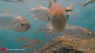 🌊🐟 &iquest;1 MILL&Oacute;N de PECES en el R&iacute;o Santa Catarina? La biodiversidad oculta de Monterrey