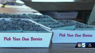 Breezy Hill Berry Farm welcomes visitors for the summer berry picking season