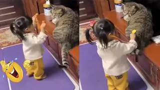 Tahan Ketawa ya! kucing marahin Bocil sampai Beneran Nangis Tapi Malah Lucu/kompilasi kucing kocak