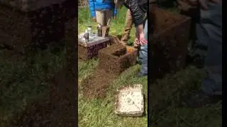 Bees IPM