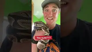 Do Snakes Poop??? 🤔🐍💩 #shorts #snake