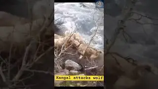 Kangal vs Wolf: The Ultimate Guardian Showdown - Unseen Battles of the Wild!