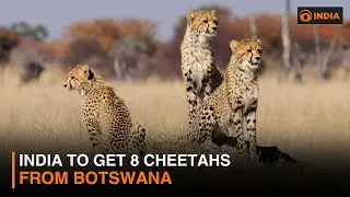 India to get eight cheetahs from Botswana | DD India Exclusive reports