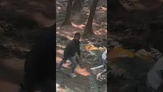 Darjeeling pine forest ￼🌲#darjeeling #pine #forest #shortvideo #mdkhan999