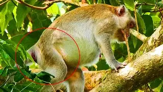 Great Date! Jane Monkey Calls So Hard Give Born By Repeat Check After Pulling Like Born Baby
