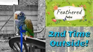 Pionus Parrot | Will He Fly on a Harness? Recall Training Continues
