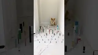 cat and dog funny video/hindi dubbing #shorts #trendingshorts