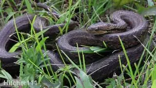[2022] Красноспинный полоз / The red-backed rat snake