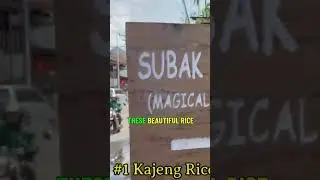 The Most Underrated Rice Fields in Bali - DON'T MISS OUT!