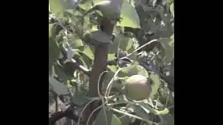 Коса  май 20 2018.Вторая часть
