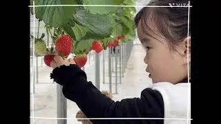 떨기농장🍓 #장스베리