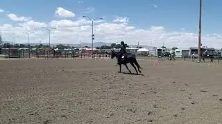 F & M Am. Mulemanship BMD 2023