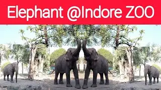 Elephant @indore zoo #timelaps_india#travel#love#madhyapradesh#zoo#indore 