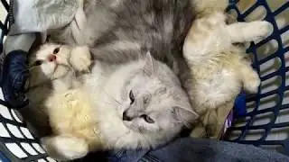 My cat's hobbies... find the soft place to sleep..