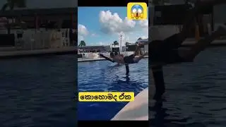 කොහොමද ඒක 😱😱😱 #shorts #respect #sinhala
